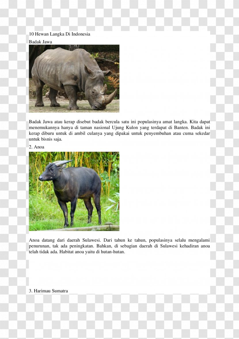 White Rhinoceros IPad Mini Cattle Apple - Terrestrial Animal Transparent PNG