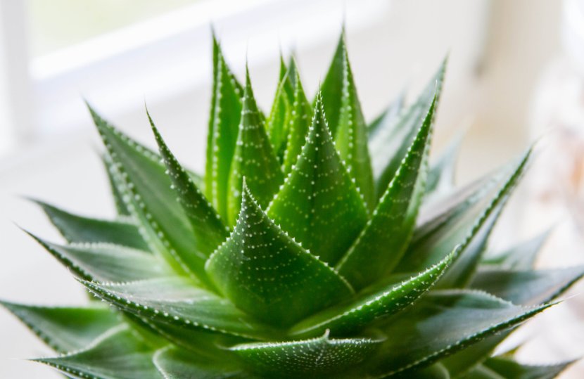 Aloe Vera Succulent Plant Sunburn Skin - Cactus Transparent PNG