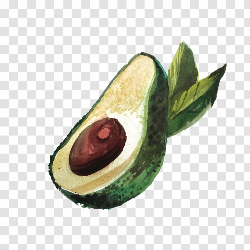 Avocado Drawing - Watercolor Painting - Hand-painted Transparent PNG