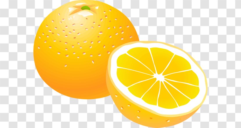 Orange Clip Art - Valencia - Fruits Vector Transparent PNG