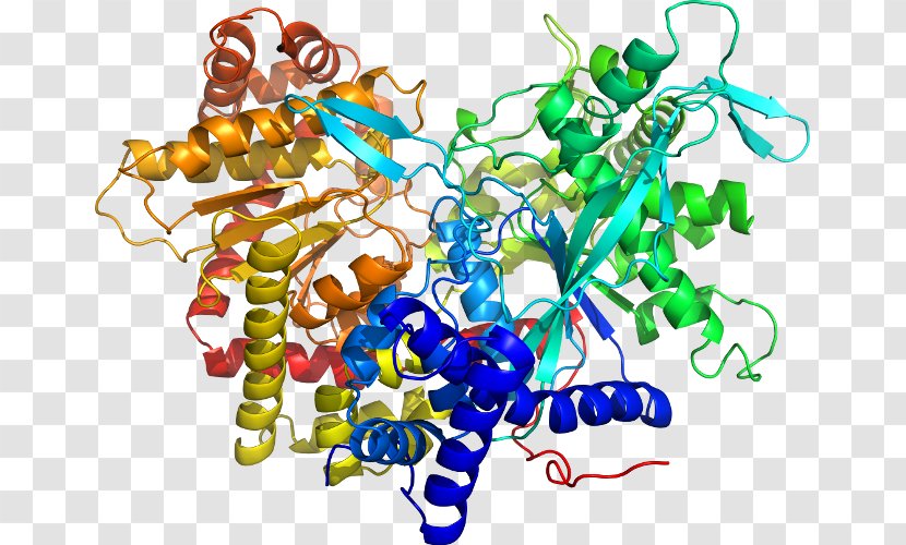 Ligand Docking Thermodynamic Free Energy Clip Art - Protein Transparent PNG