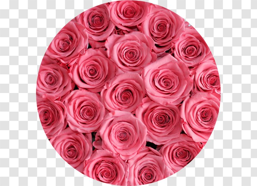 Garden Roses Cut Flowers Flower Box - Rose Transparent PNG