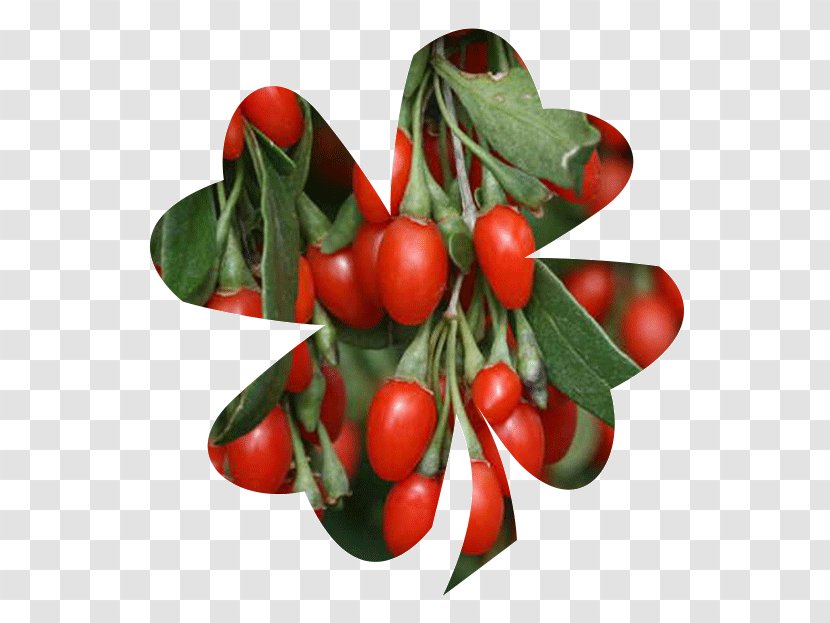 Lingonberry Goji Plant Fruit Lycium Chinense - Food Transparent PNG