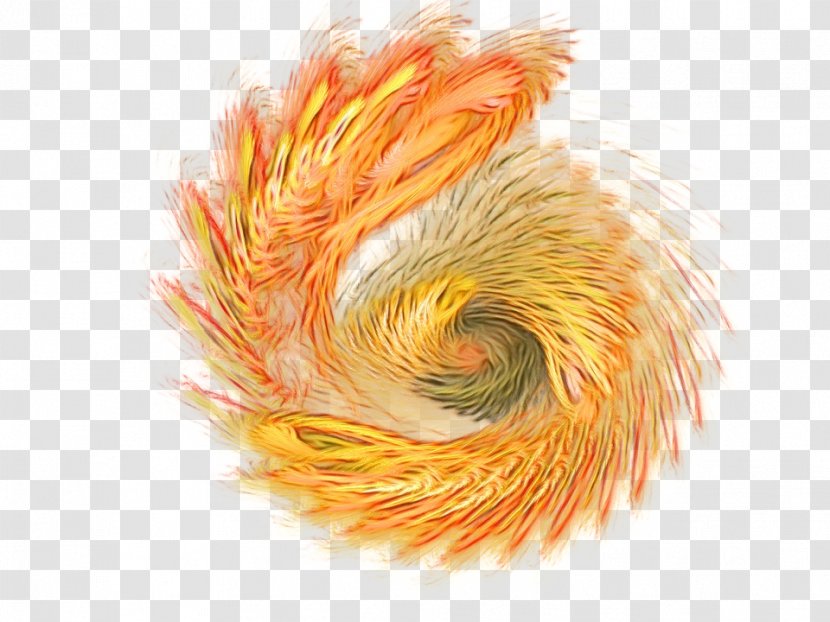 Orange - Feather - Yellow Transparent PNG