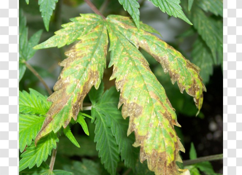 Nutrient Cannabis Cultivation Hemp Burn - Tree Transparent PNG