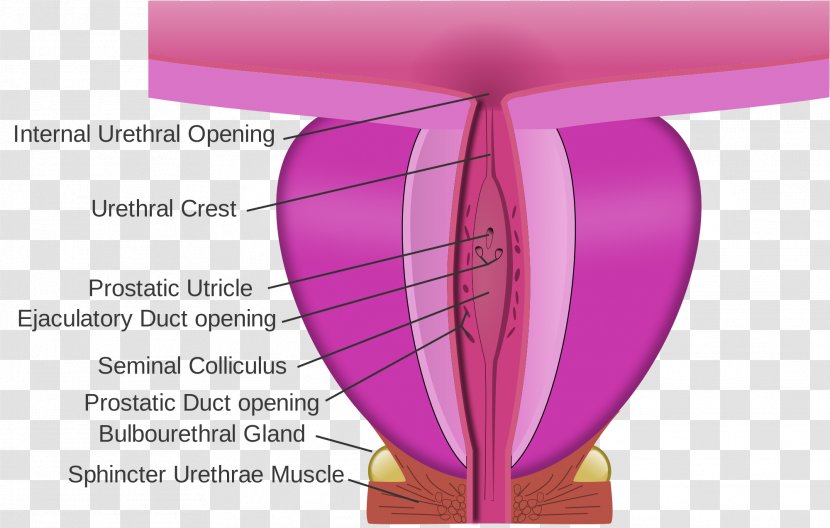 Ejaculatory Duct Prostate Prostatic Urethra Utricle Seminal Colliculus - Magenta - Lycopene Lowers Risk Of Transparent PNG