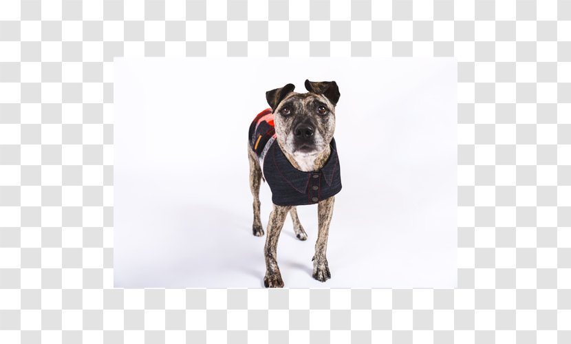 Dog Breed Jacket Polar Fleece Clothing - Clothes Transparent PNG