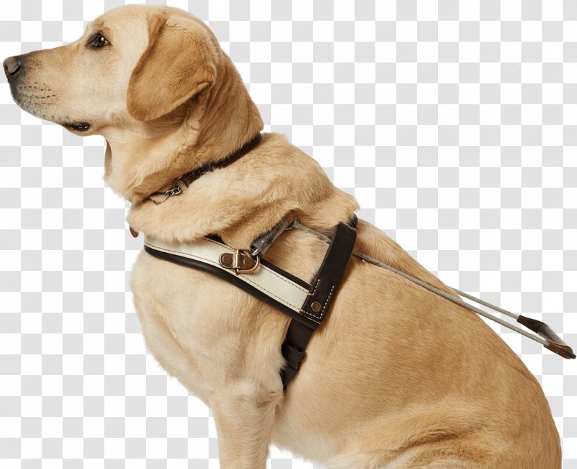 Dog Collar Puppy Leash Breed - Dogs Transparent PNG