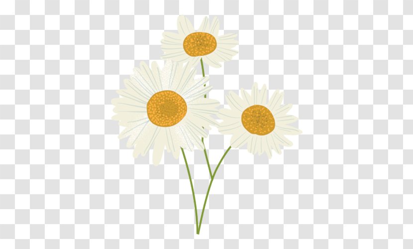 Oxeye Daisy Sunflower M Petal - Camomille Transparent PNG