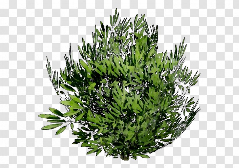 Tree Shrub Herb - Flowering Plant Transparent PNG