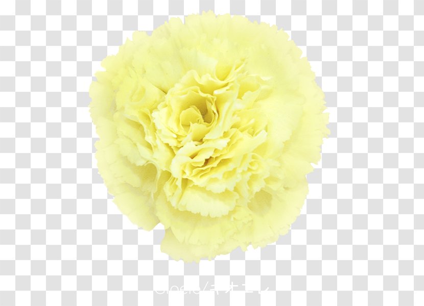 Carnation Cut Flowers Yellow Violet - Flower Transparent PNG
