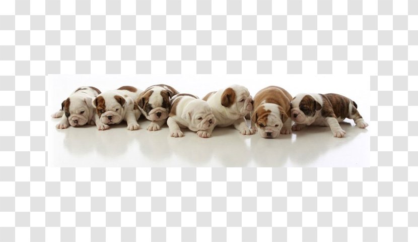 Dog Breed Puppy French Bulldog Boxer - United States Twentydollar Bill Transparent PNG