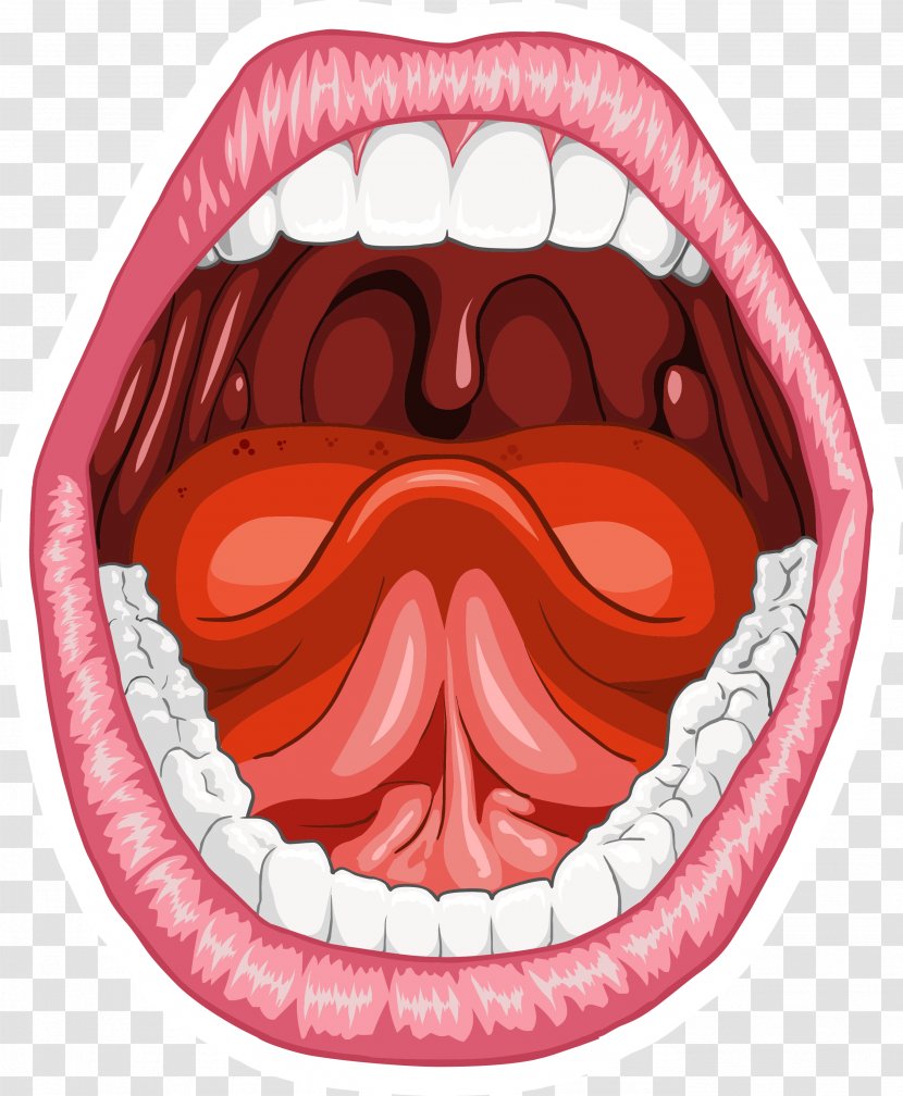 Human Mouth Anatomy Homo Sapiens Tongue - Jaw - Smile Transparent PNG