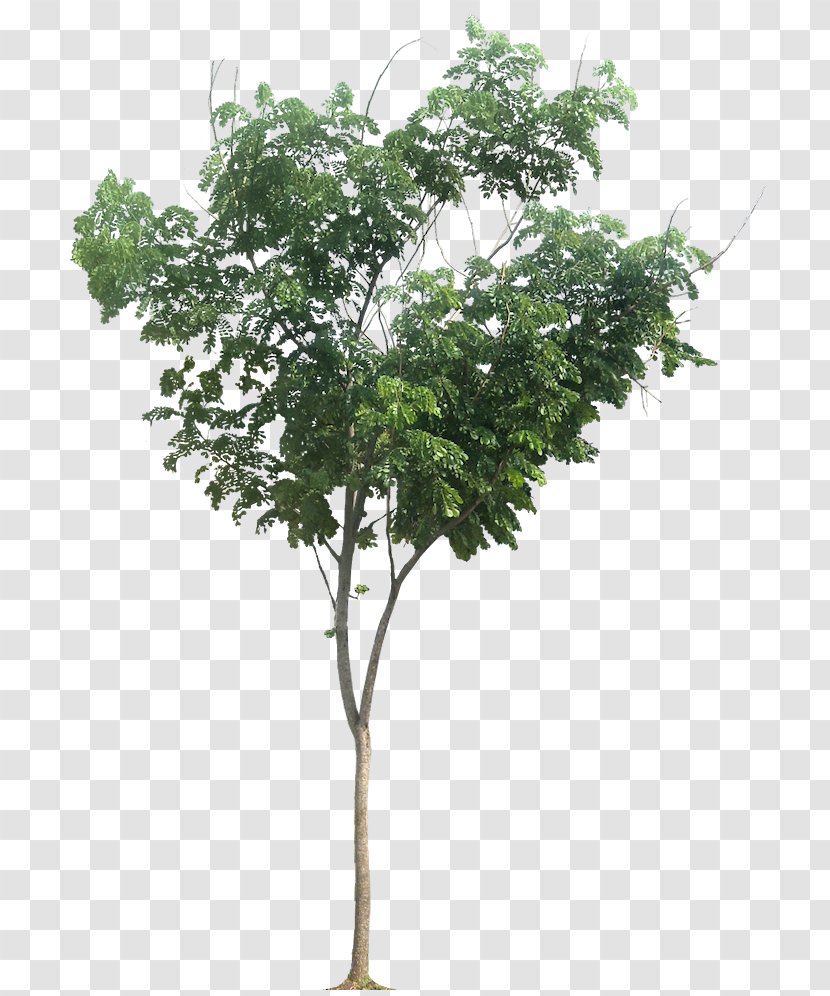 Raintree Albizia Chinensis Tropical Africa Tamarind - Samanea - Eucalyptus Transparent PNG
