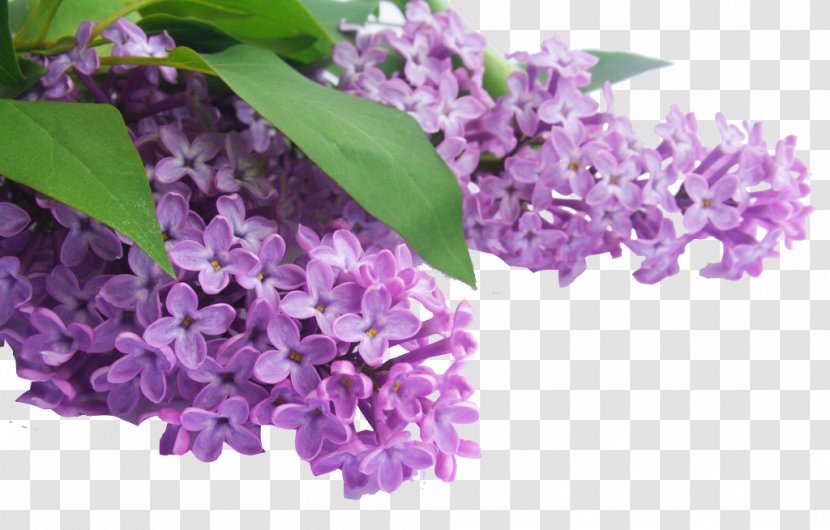 Lavender Essential Oil Purple Poster - Violet - Hyacinth Transparent PNG