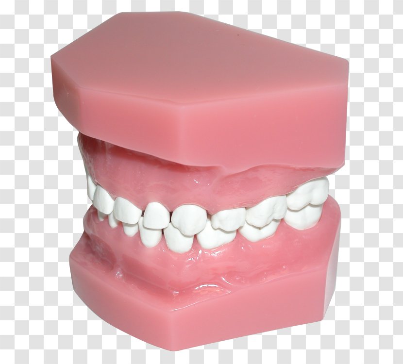 Health - Jaw - Tooth Transparent PNG