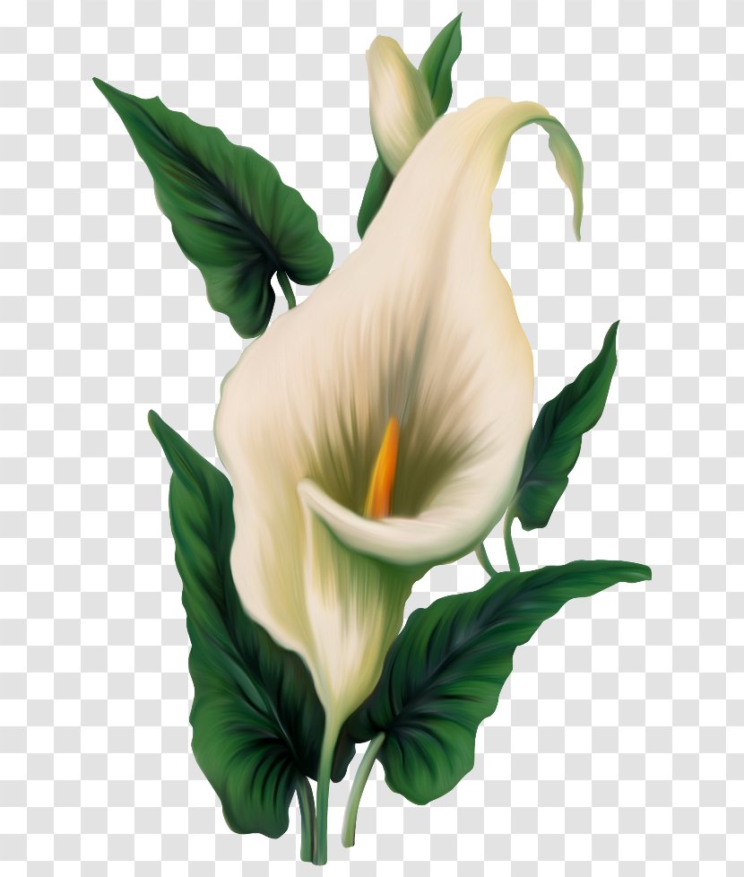Arum-lily Easter Lily Flower Clip Art - Seed Plant - Callalily Transparent PNG