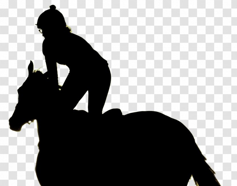 Horse Equestrian Book Child - Racing Transparent PNG