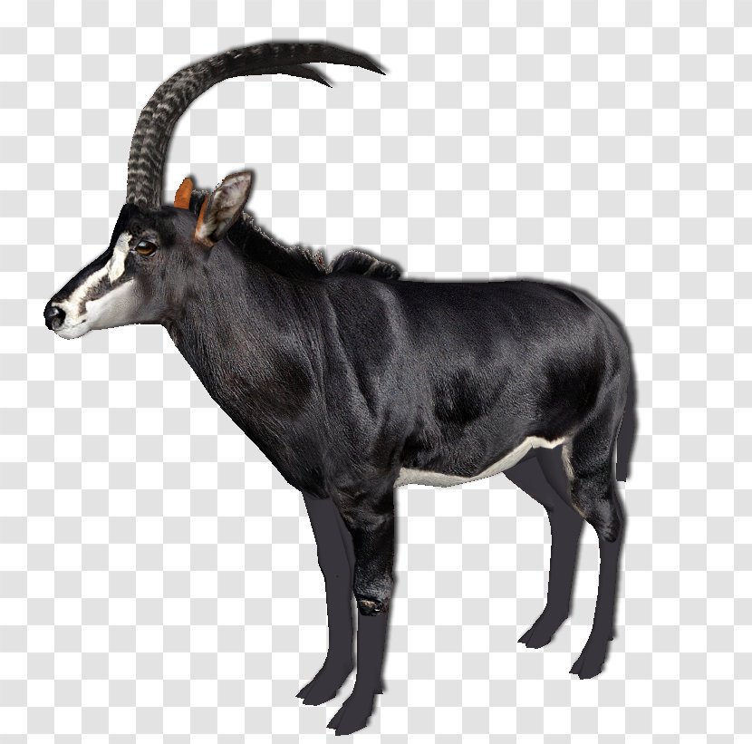 Cattle Antelope Goat Horn Wildlife - Sable Transparent PNG