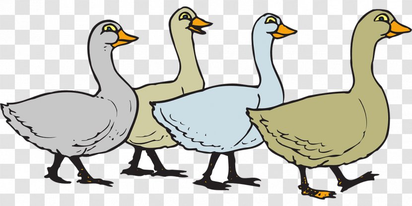 Domestic Goose Bird Clip Art - Beak - Ducks Transparent PNG