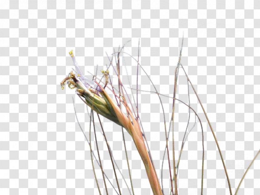 Twig Background - Flower - Sedge Family Alismatales Transparent PNG