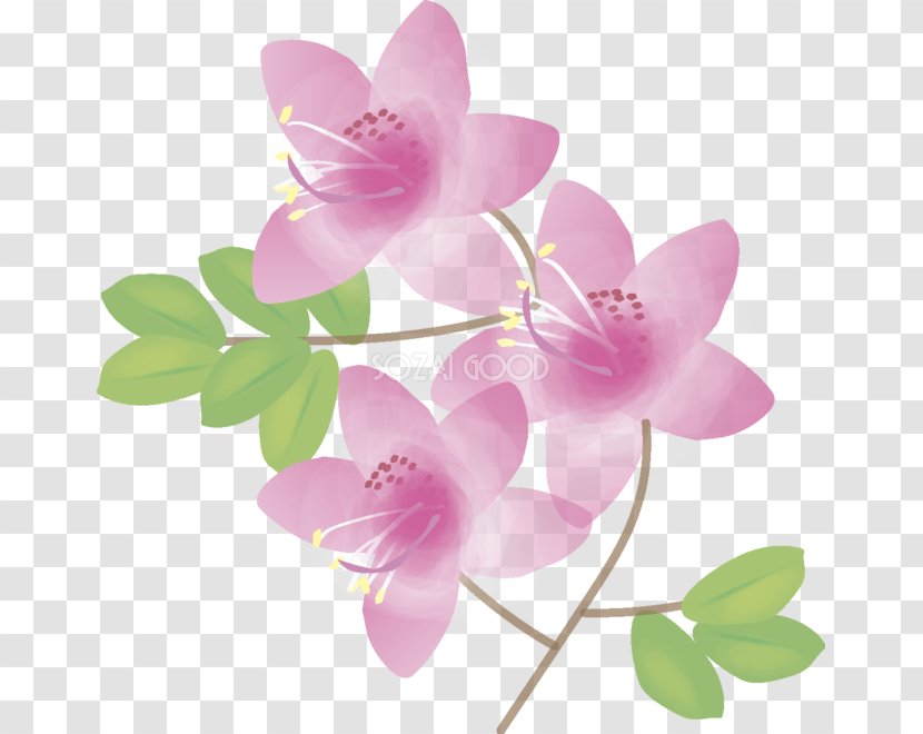 Rhododendron Illustration Plants Image Plant Stem - Kadomatsu Transparent PNG