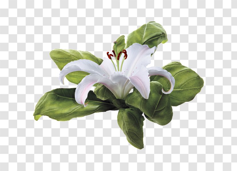 Flower Bouquet Madonna Lily Embroidery Transparent PNG