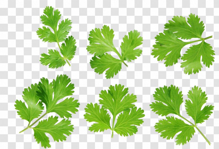 Coriander Stock Photography Royalty-free - Shutterstock - Leaves Transparent PNG