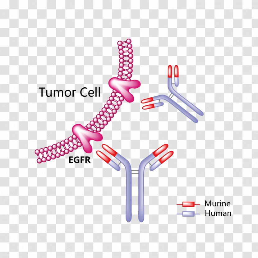 Trastuzumab Emtansine HER2/neu Mertansine Monoclonal Antibody Transparent PNG