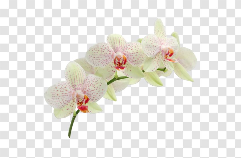 Wedding Invitation Moth Orchids Cattleya RSVP - Petal Transparent PNG