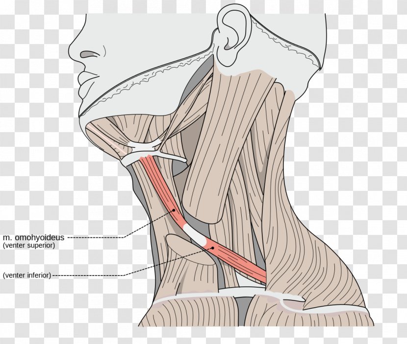 Sternocleidomastoid Muscle Omohyoid Neck Trapezius - Cartoon - Cut Vector Transparent PNG