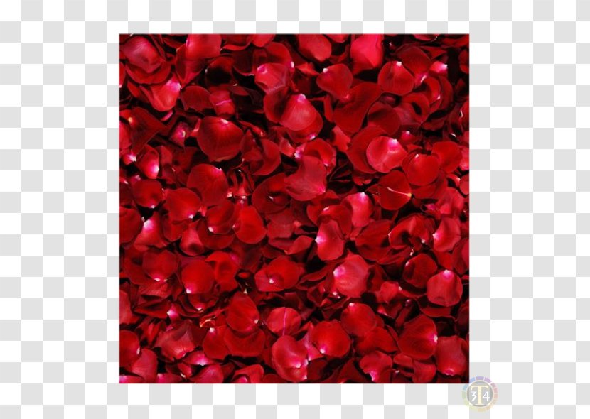 Desktop Wallpaper Rose Flower Image Red Transparent PNG