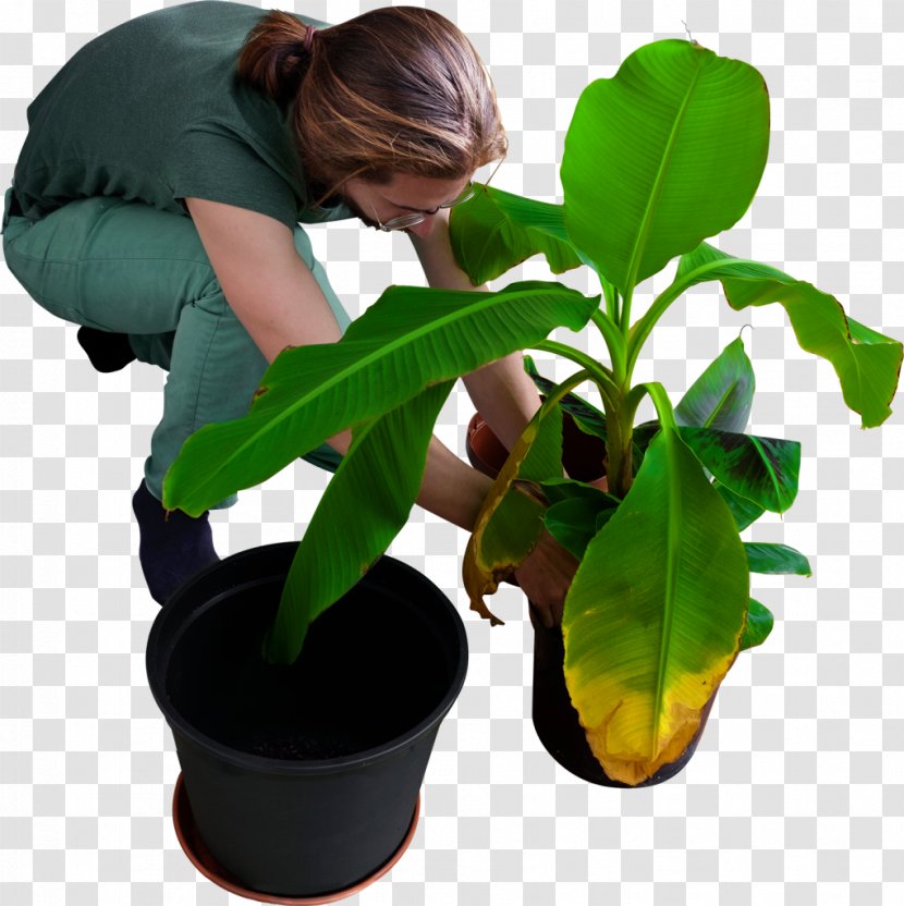 Gardening - Hedge - Banana Tree Transparent PNG