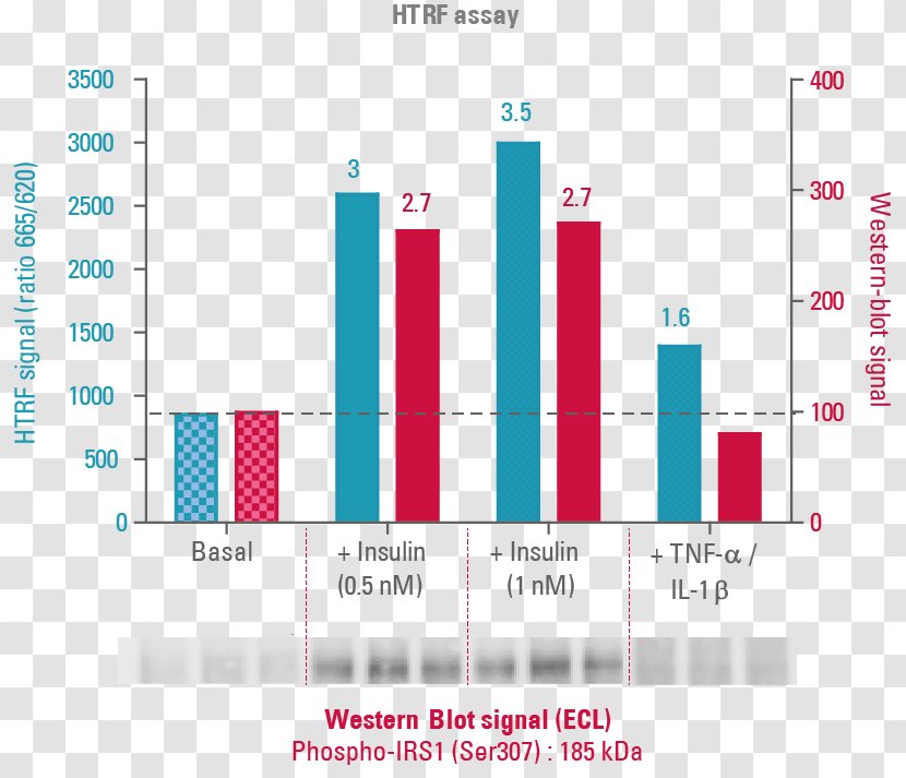 3T3-L1 Learning Management System Insulin Resistance Adipocyte - Cell - Western Blot Transparent PNG