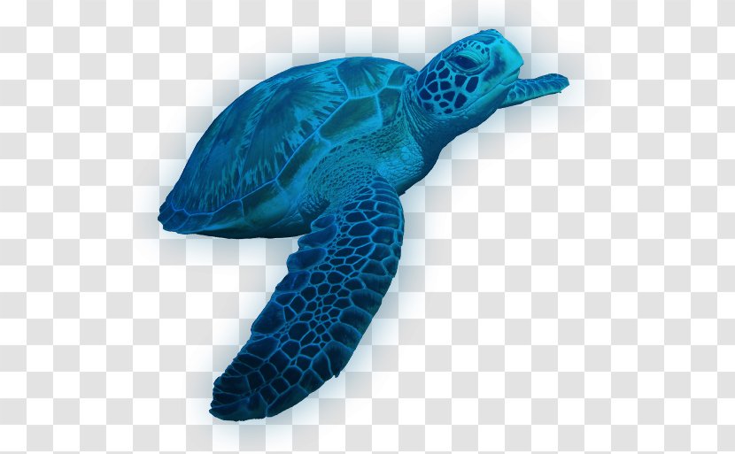 Loggerhead Sea Turtle Leatherback Tortoise Transparent PNG