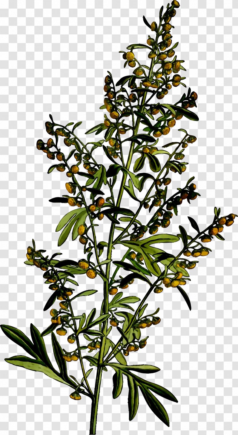 Common Wormwood Medicinal Plants Medicine Mugwort - Ayurveda Transparent PNG