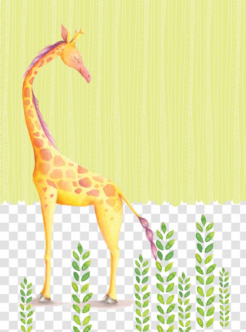 Reticulated Giraffe Northern Drawing Wallpaper - Fauna Transparent PNG