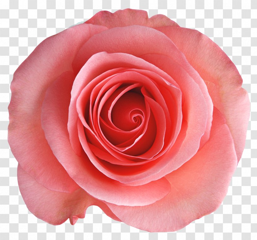 Rosa Chinensis Garden Roses Centifolia Flower - Close Up - Transparent Rose Picture Transparent PNG