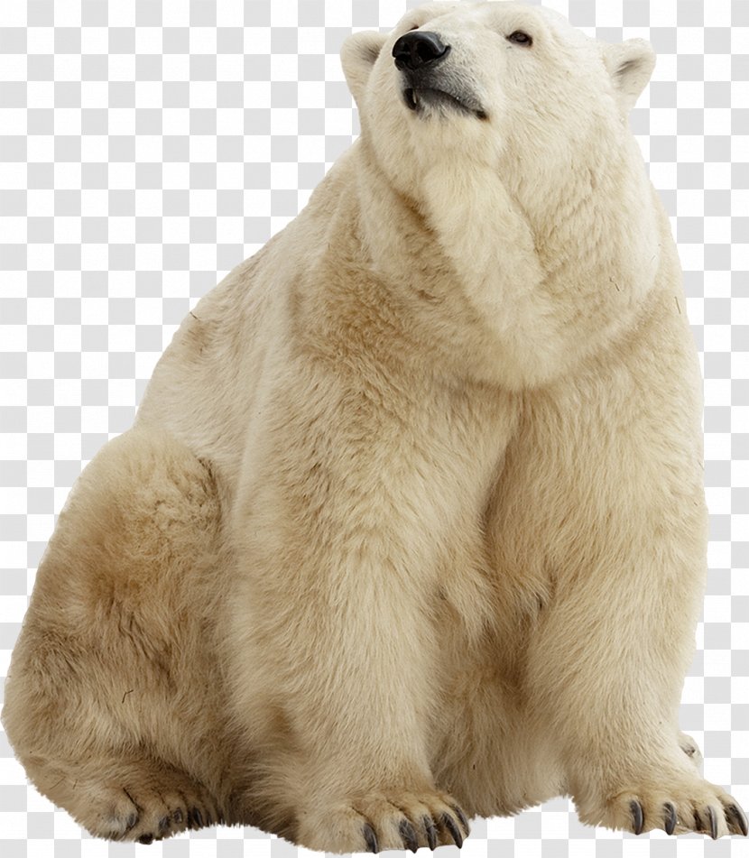 Polar Bear Brown American Black Stock Photography - Mammal Transparent PNG