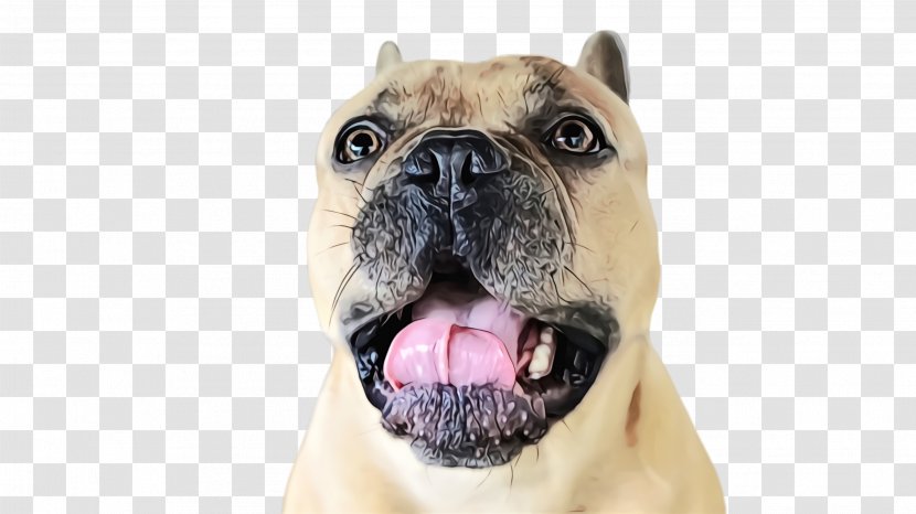 Dog Breed Snout Nose Tongue - Pug Transparent PNG