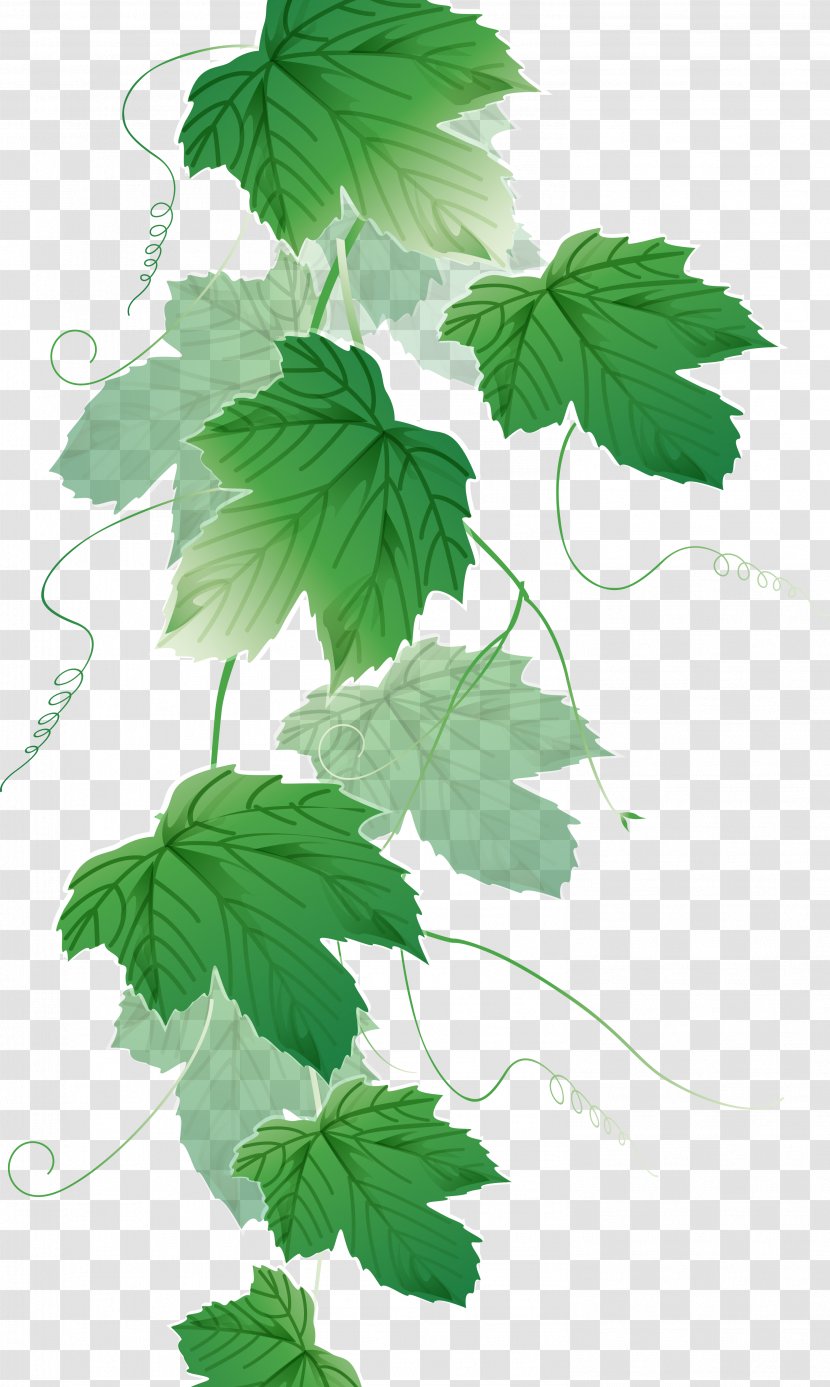 Liana Grape - Leaf Transparent PNG
