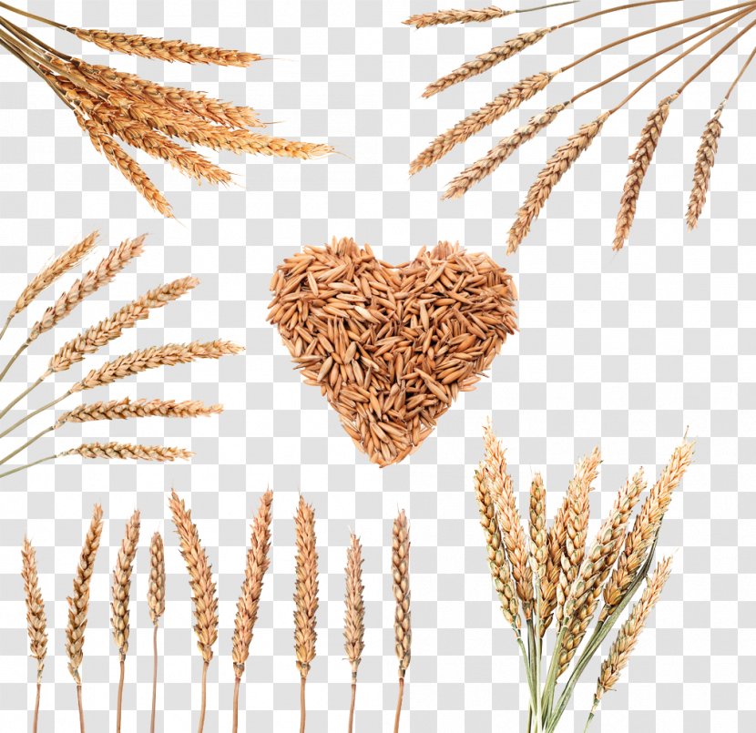 Rice Download Cereal Wheat - Grain Image Transparent PNG