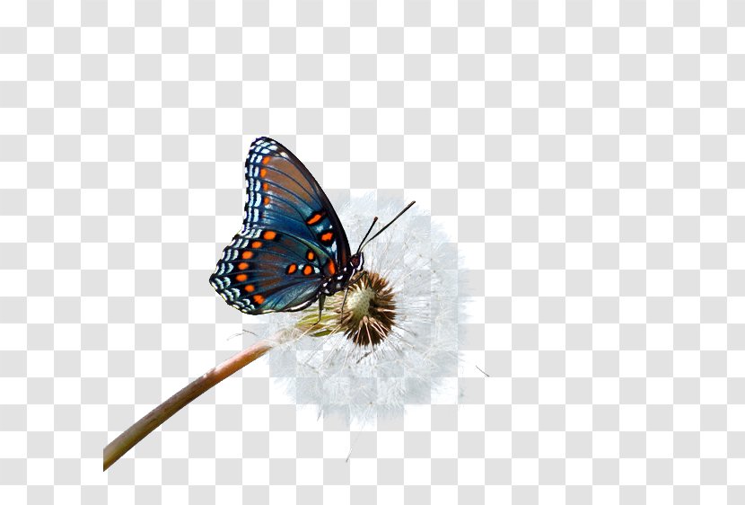 Butterfly Nymphalidae Lycaenidae - Moths And Butterflies - Elements Transparent PNG