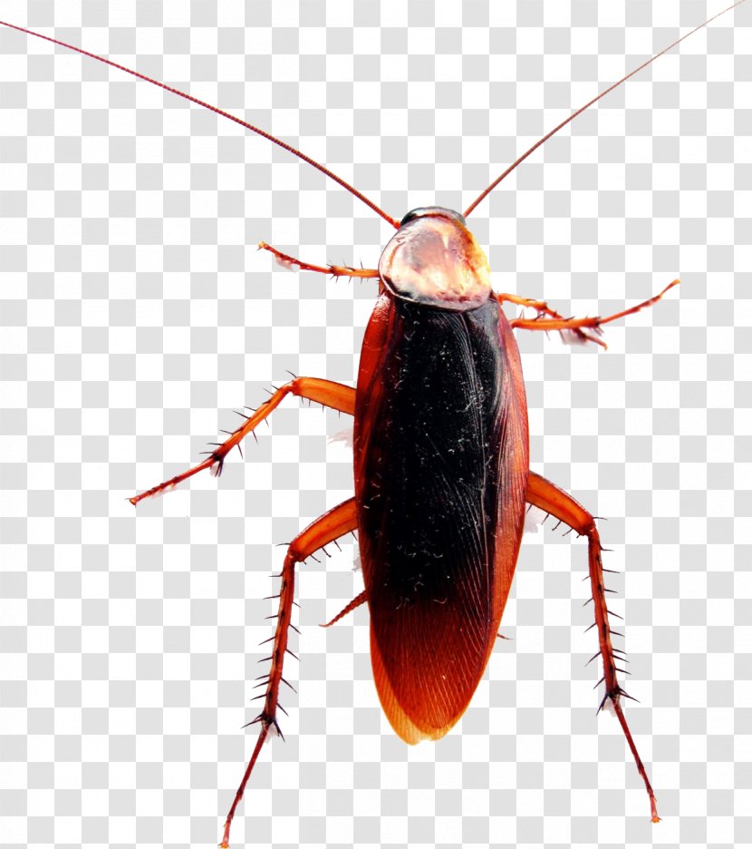 American Cockroach German Pest Control Transparent PNG