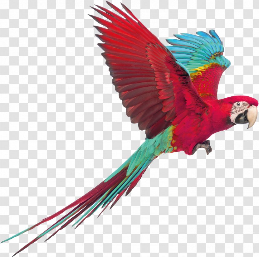 Macaw Perroquet Parakeet Bird Conure - Perico Transparent PNG