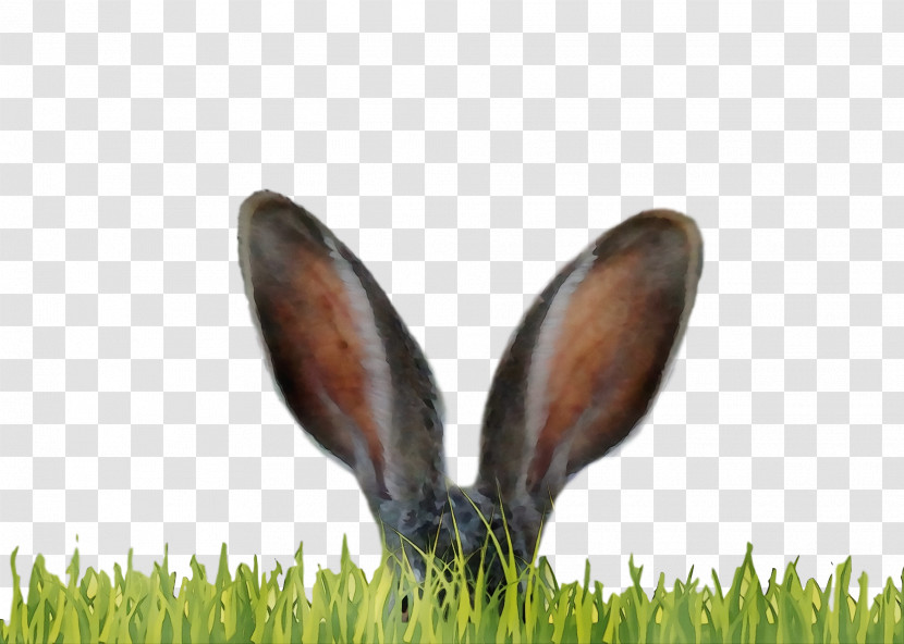 Grass Lawn Plant Wildlife Transparent PNG