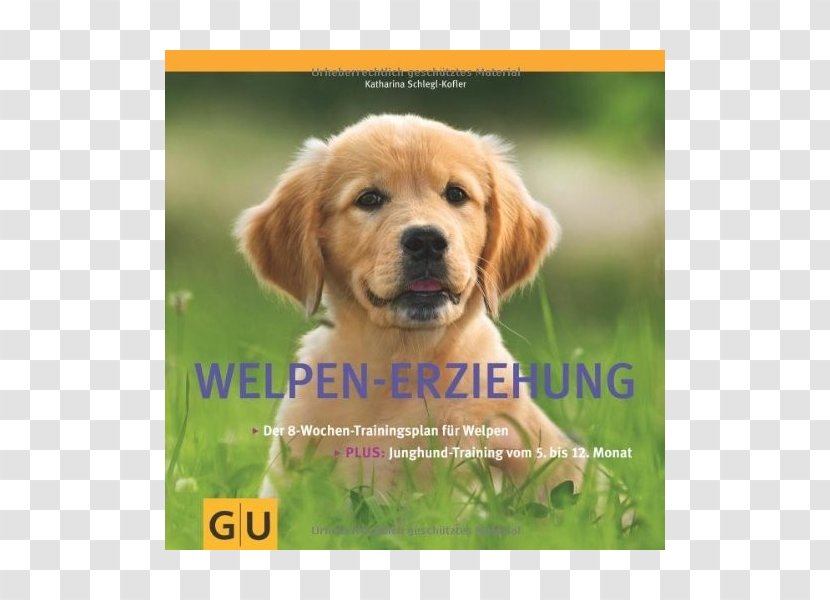 Welpen-Erziehung Jack Russell Terrier Puppy Maltese Dog Beagle - Love Transparent PNG