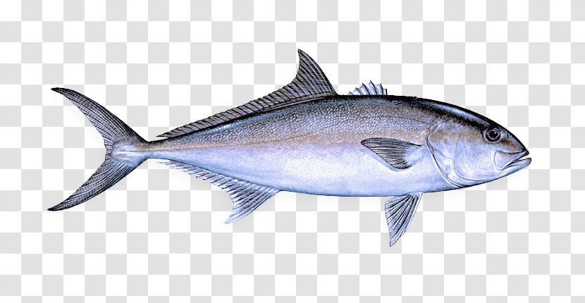 Fish Fin Albacore Thunnus - Bonyfish - Atlantic Bluefin Tuna Oily Transparent PNG