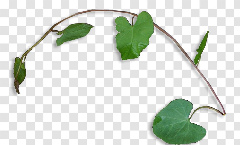 Leaf Plant Stem Transparent PNG