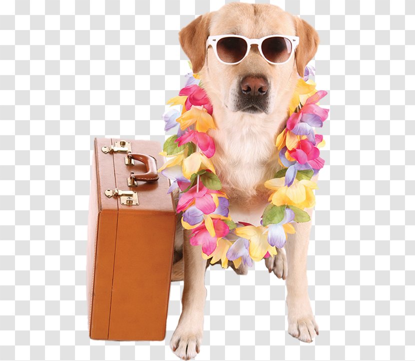 Dog Pet Sitting Hewlett Animal Hospital & Resort Cat - Puppy Transparent PNG